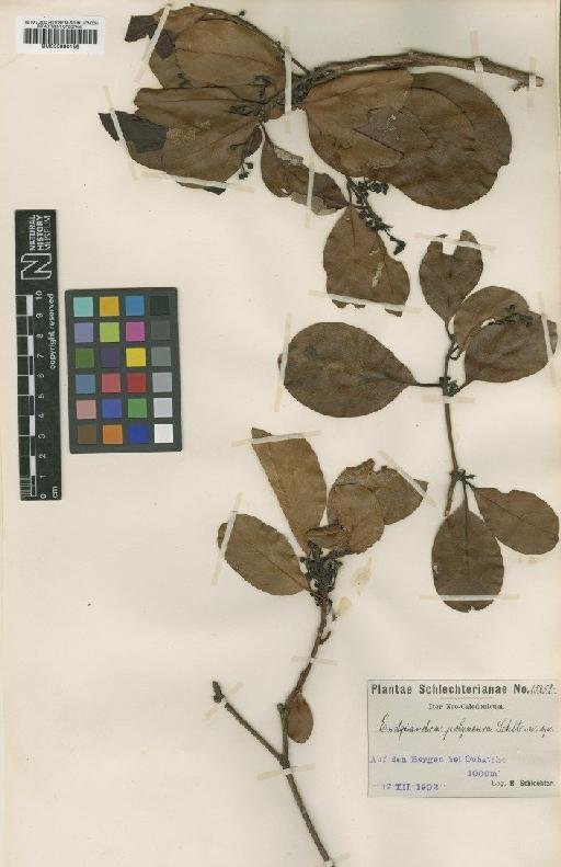 Endiandra polyneura Schltr. - BM000990156