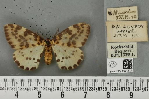 Abraxas grossulariata ab. semiviolacea Raynor, 1903 - BMNHE_1855500_416177