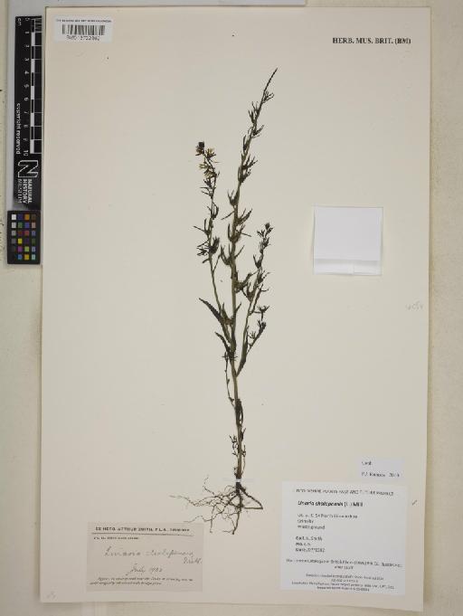 Linaria chalepensis (L.) Mill - BM013722862