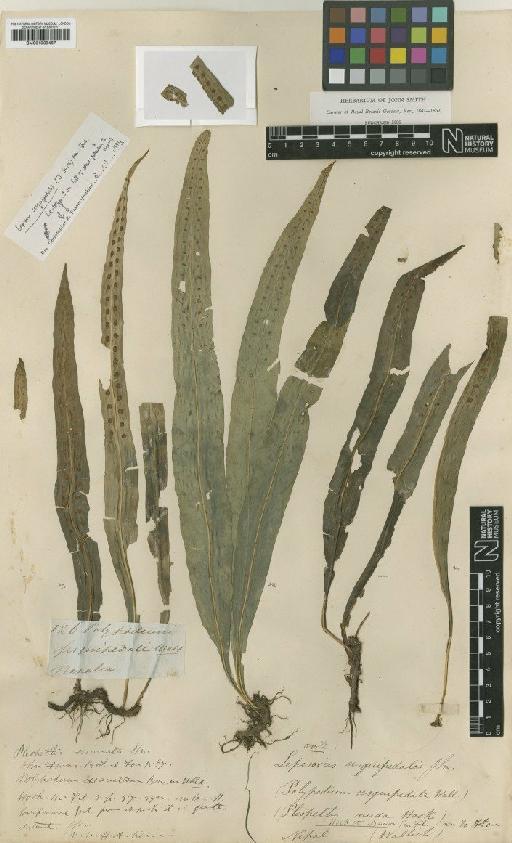 Lepisorus sesquipedalis (Wall. ex J.Sm.) Fraser-Jenk. - BM001038467