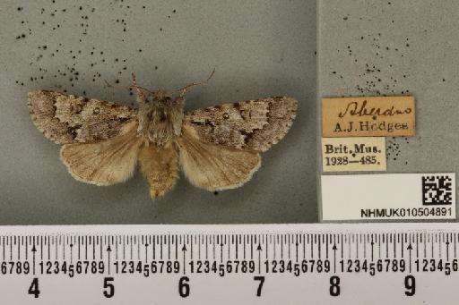 Acronicta menyanthidis scotica (Tutt, 1891) - NHMUK_010504891_562256