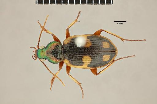 Chlaenius scapularis Chaudoir, 1876 - 2017-03-27 14-44-14 (C)-Chlaenius-scapularis-NHMUK010580579