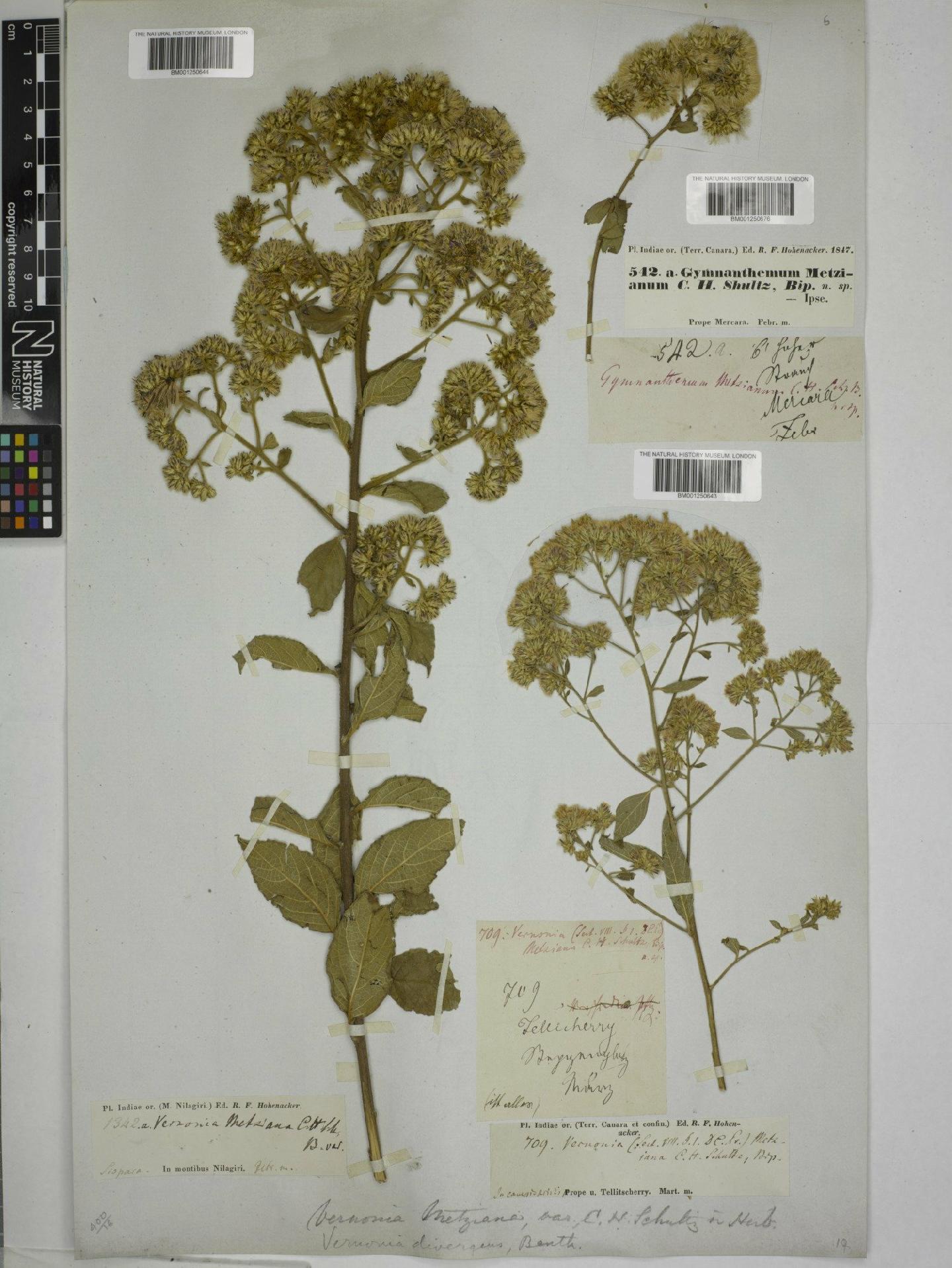 To NHMUK collection (Vernonia metziana Sch.Bip. ex Hook. f.; NHMUK:ecatalogue:9150753)