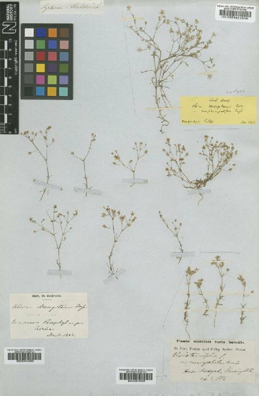 Minuartia mesogitana subsp. mesogitana Hand.-Mazz. - BM000946408