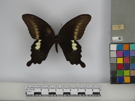 Papilio fuscus pertinax Wallace, 1865 - 010290335 Papilio fuscus