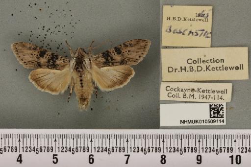 Cucullia absinthii (Linnaeus, 1761) - NHMUK_010509114_566814