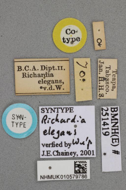 Richardia elegans van der Wulp & van der Wulp, 1899 - Richardia elegans NHMUK 010579786 syntype female labels