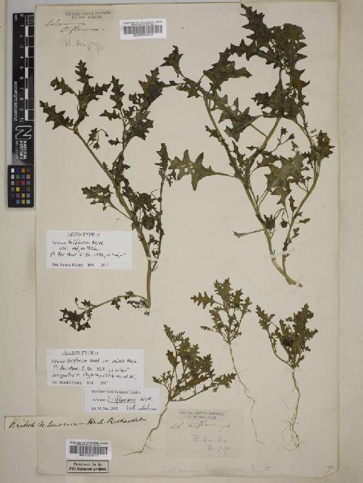 Solanum triflorum Nutt. - BM000934744