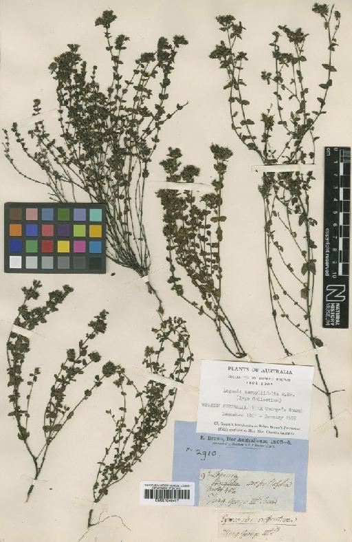 Logania serpyllifolia R.Br. - BM001040417