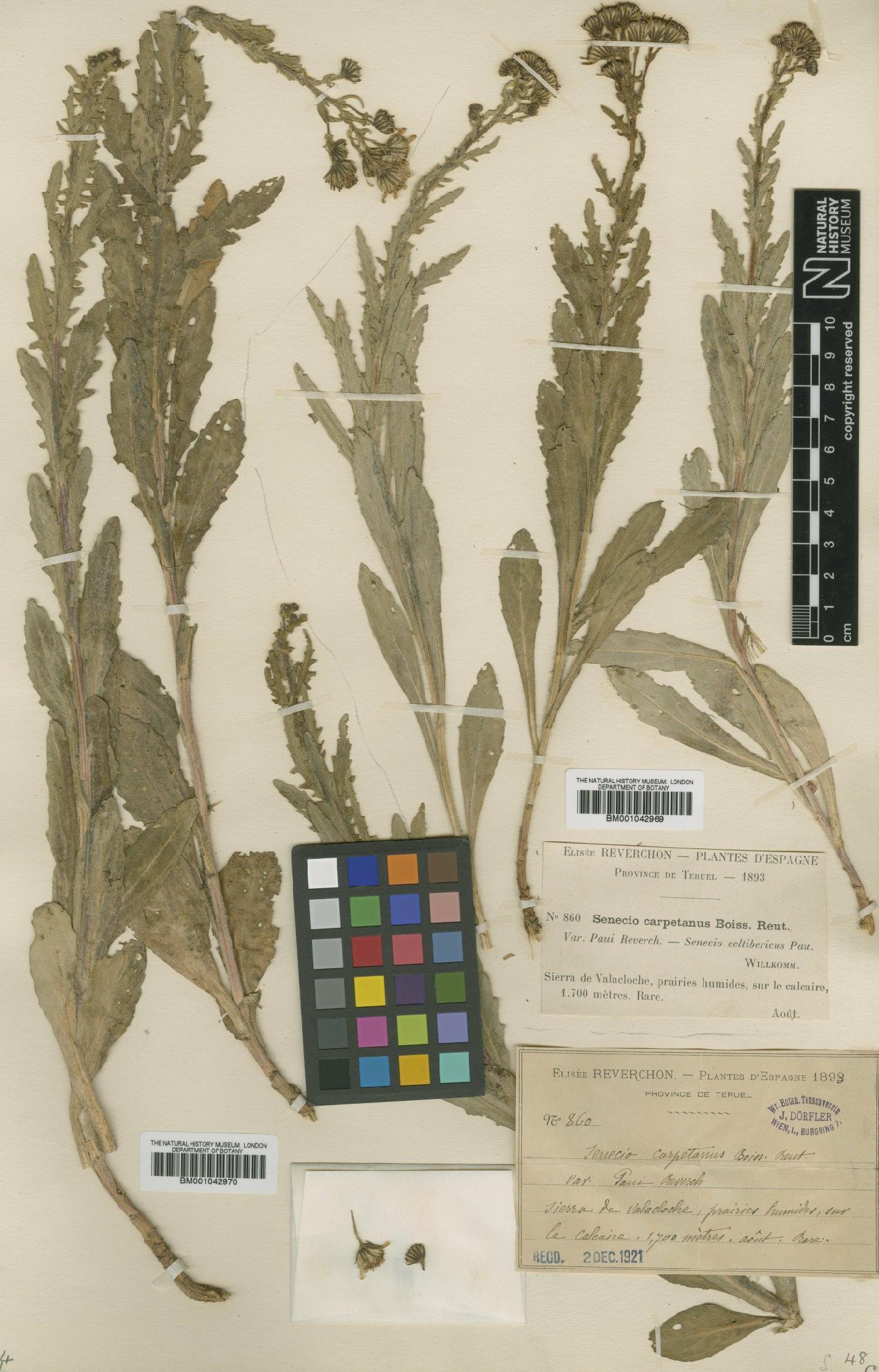 To NHMUK collection (Senecio carpetanus Boiss. & Reut.; Type; NHMUK:ecatalogue:1943637)