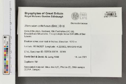 Stereodon callichrous (Brid.) Brid. - 013779784