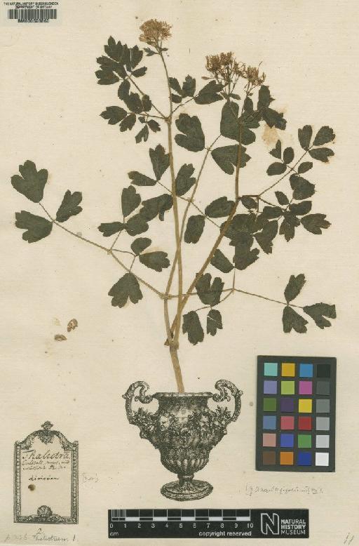 Thalictrum aquilegiifolium L. - BM000628860