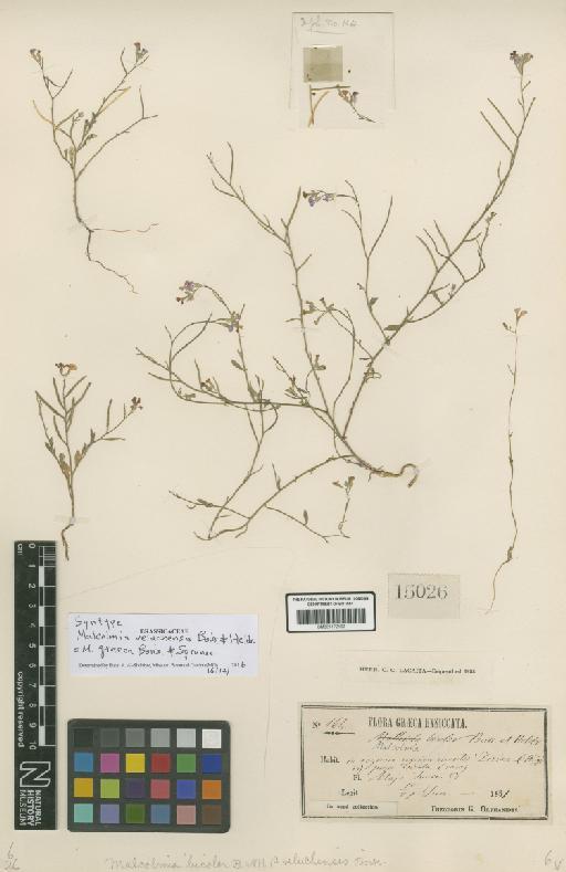 Malcolmia graeca Boiss. & Spruner - BM001172163