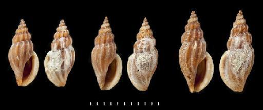Mangelia sicula Reeve, 1846 - 1963449