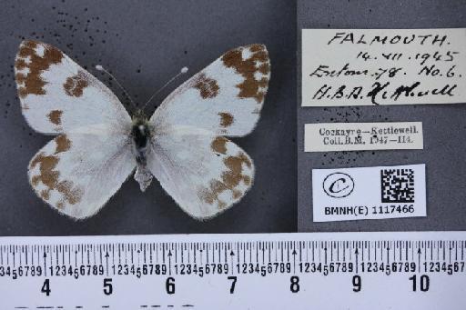 Pontia daplidice (Linnaeus, 1758) - BMNHE_1117466_68908