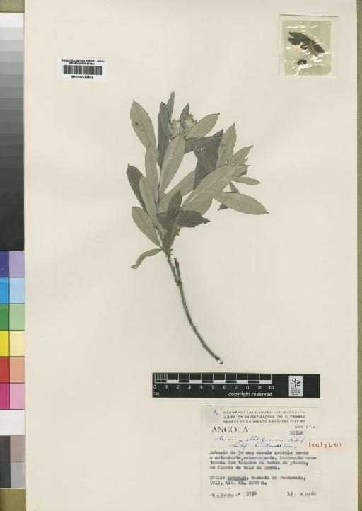 Eriosema albo-griseum subsp. huillense Torre - BM000842469