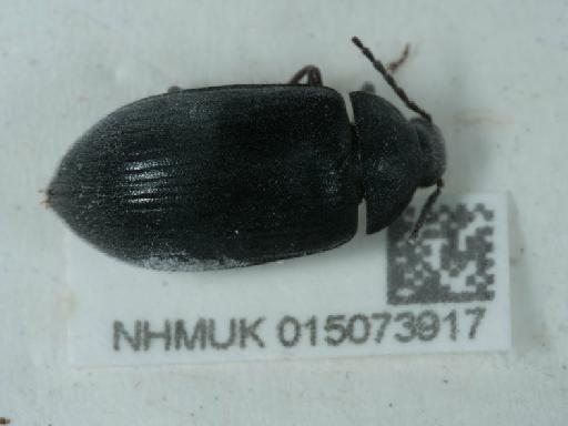 Prionychus ater (Fabricius, 1775) - 015073917_2