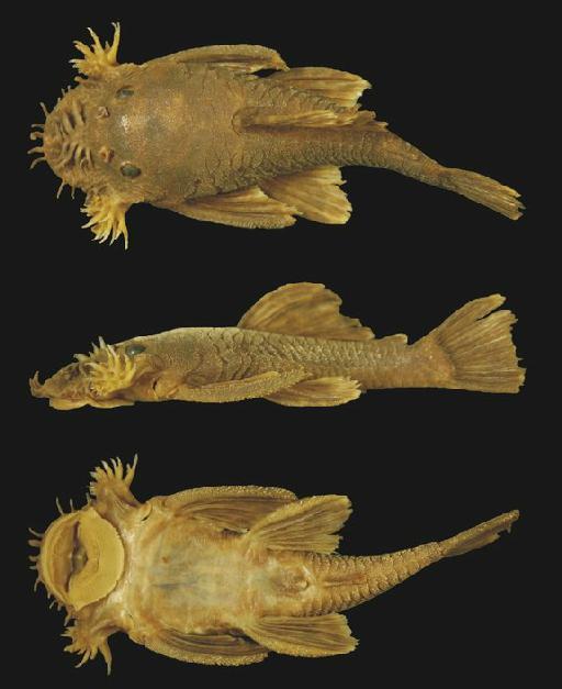 Xenocara multispinis Regan, 1912 - Xenocara multispinis