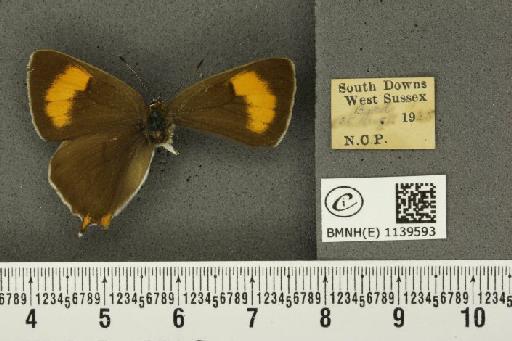 Thecla betulae (Linnaeus, 1758) - BMNHE_1139593_95601