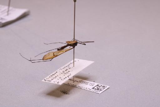 Tipulidae Latreille, 1802 - 013741295_additional_1