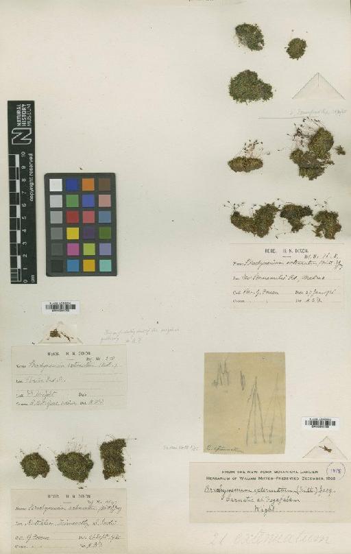 Brachymenium extenuatum (Mitt.) A.Jaeger - BM000983768_a