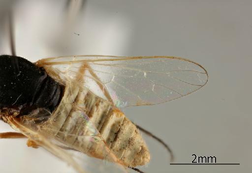 Heterotropus Loew, 1873 - 010629074_Heterotropus_indet_Wing_Nontype