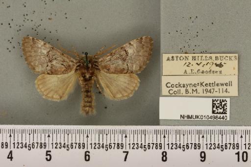 Colocasia coryli ab. avellanae Huene, 1901 - NHMUK_010498440_556277