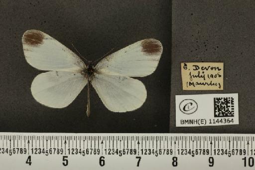 Leptidea sinapis sinapis Linnaeus, 1758 - BMNHE_1144364_98481