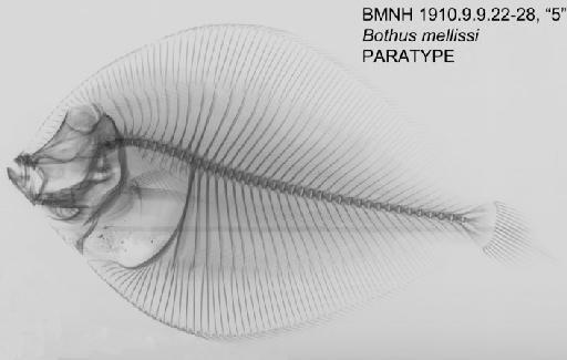 Bothus mellissi Norman, 1931 - BMNH 1910.9.9.22-28, (5) Bothus mellissi PARATYPE