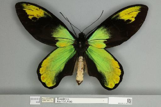 Ornithoptera victoriae regis Rothschild, 1895 - 013602506__