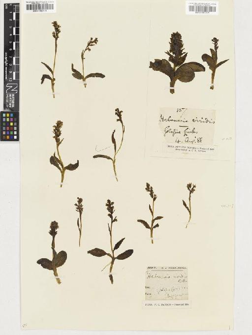 Coeloglossum viride (L.) Hartm. - BM001003124