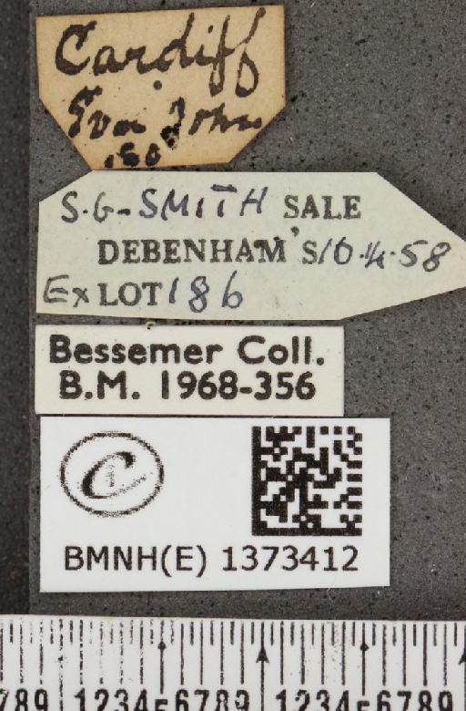 Cyaniris semiargus semiargus (Rottemburg, 1775) - BMNHE_1373412_label_167416