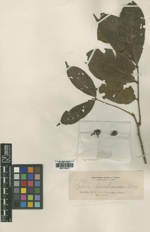 Aglaia elliptica Blume - BM000799515