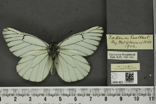 Aporia crataegi (Linnaeus, 1758) - BMNHE_1079092_70162