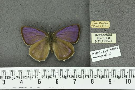 Neozephyrus quercus ab. violacea Niepelt, 1914 - BMNHE_501013_94070