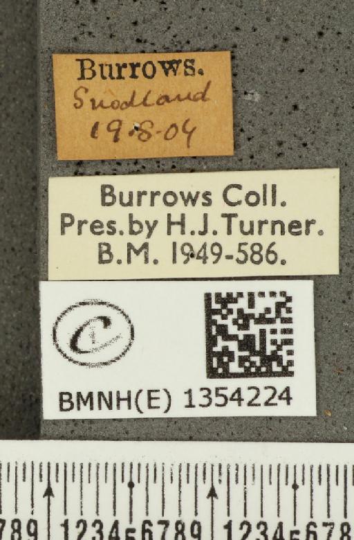 Hesperia comma ab. intermedia Tutt, 1906 - BMNHE_1354224_label_156493