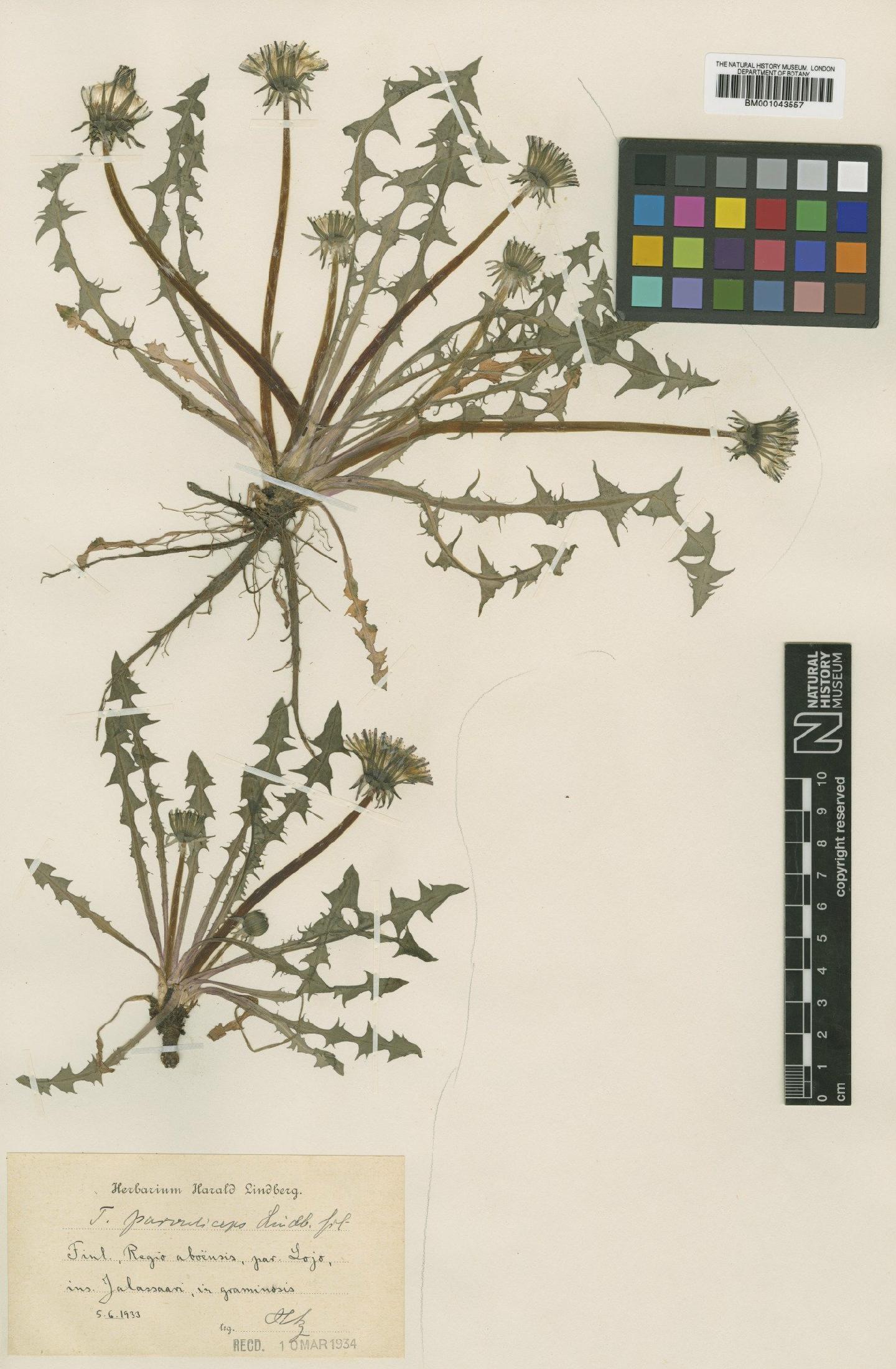 To NHMUK collection (Taraxacum parvuliceps Lindb.; Type; NHMUK:ecatalogue:2201124)