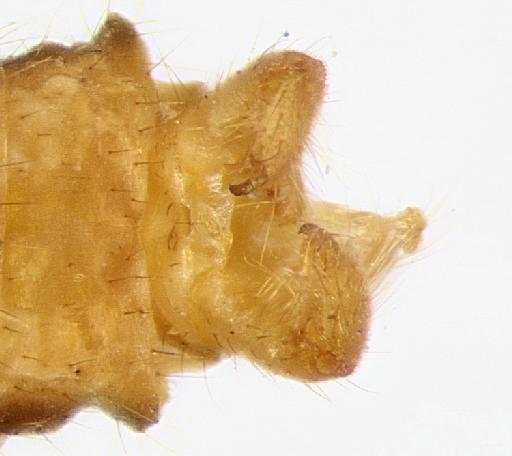 Libnotes (Libnotes) distincta Senior-White - 013438387-Libnotes_palaeta-HOLOTYPE-genitalia_dorsal-100_0x-edit