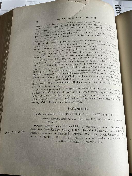 Glycera lamelliformis McIntosh, 1885 - Challenger Polychaete Scans of Book 216