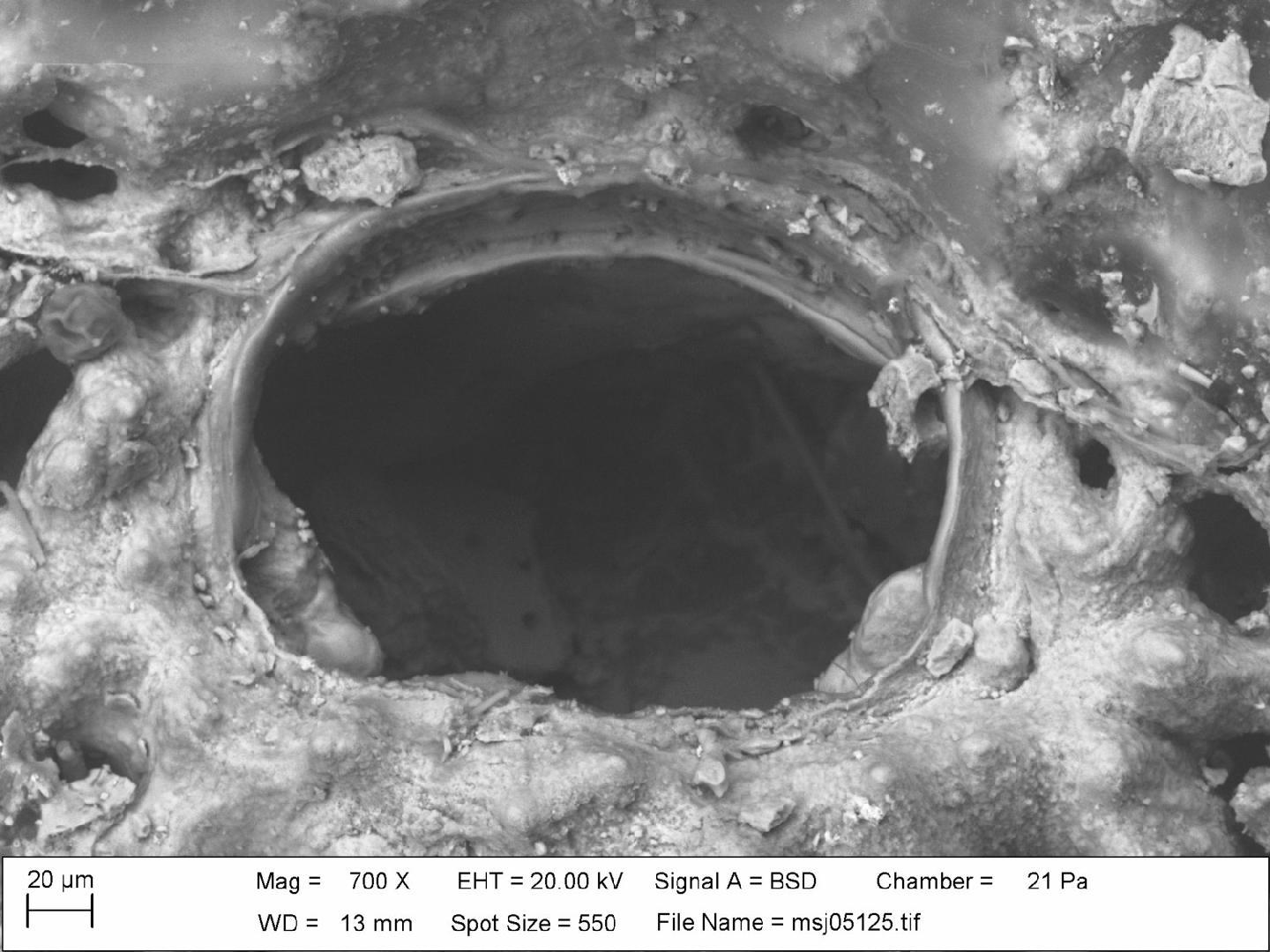 To NHMUK collection (Bitectipora subsinuata (Hincks, 1884); NHMUK:ecatalogue:2797342)