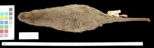 Macropus bedfordi Thomas, 1900. - 1900.2.19.1_Skin_Dorsal