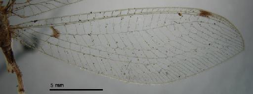 Leucochrysa dolichocera Navás - Allochrysa dolichocera BMNHE 1241761 wing right hind