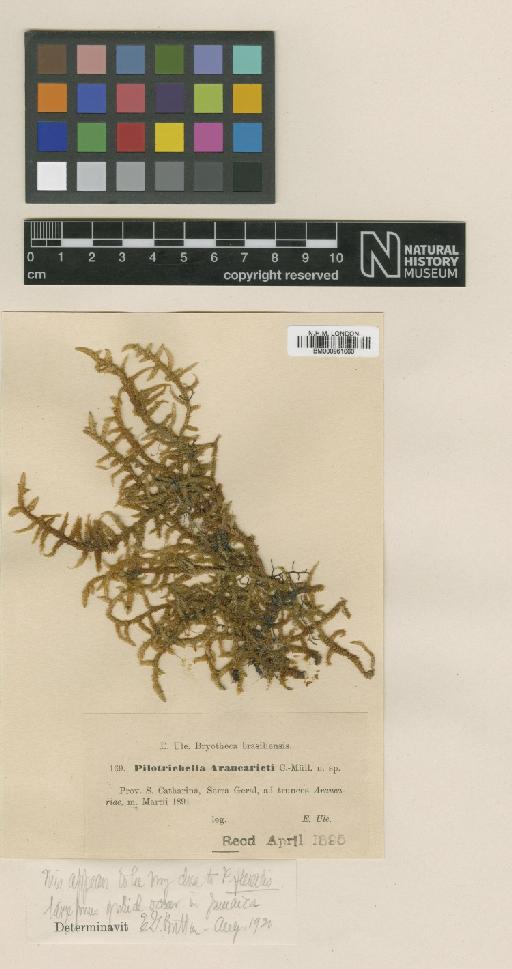 Pilotrichella flexilis (Hedw.) Aongstr - BM000961060_a