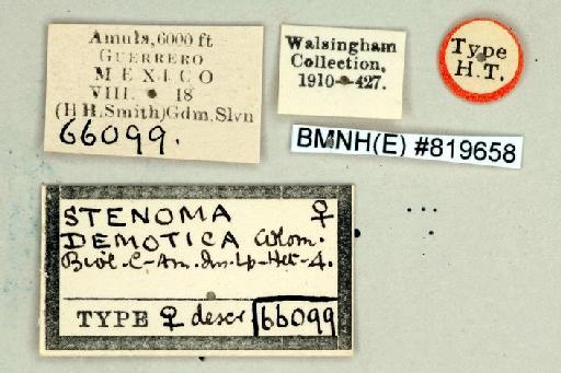 Antaeotricha demotica Walsingham - Stenoma_demotica_Walsingham_HT_Labels_BMNH(E) #819658