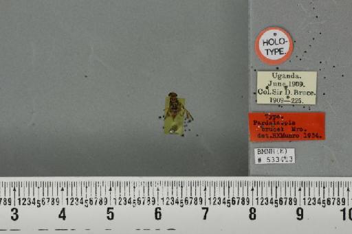 Ceratitis (Ceratalaspis) brucei Munro, 1935 - BMNHE_533413_36604