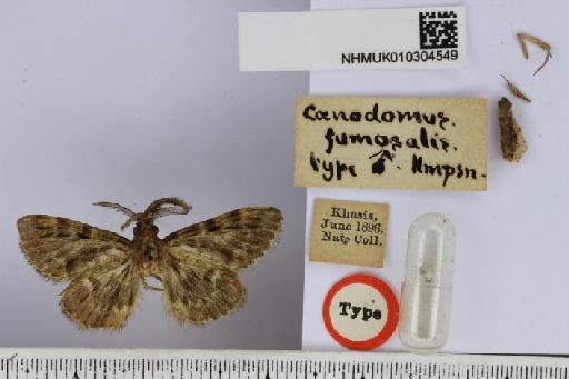 Coenodomus fumosalis Hampson - Coenodomus fumosalis Hmpsn. Male Type NHMUK010304549