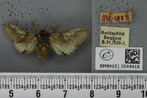 Diloba caeruleocephala (Linnaeus, 1758) - BMNHE_1544416_259449