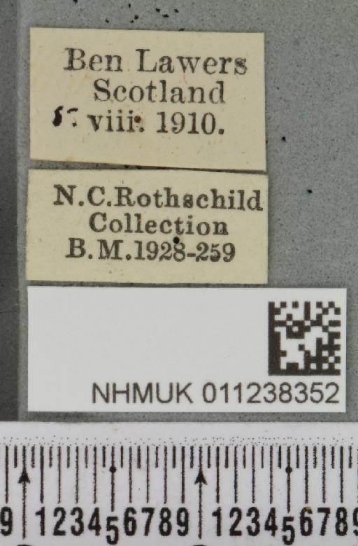 Brachylomia viminalis (Fabricius, 1777) - NHMUK_011238352_label_639037