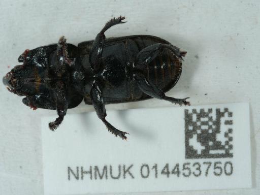 Sinodendron cylindricum (Linnaeus, 1758) - 014453750_1