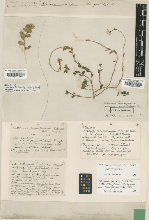 Aethionema saxatile subsp. ovalifolium (Boiss.) Nyman - BM000582588